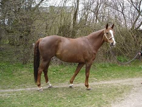 Dansk Varmblod Heisselagers Diva *RIP billede 6
