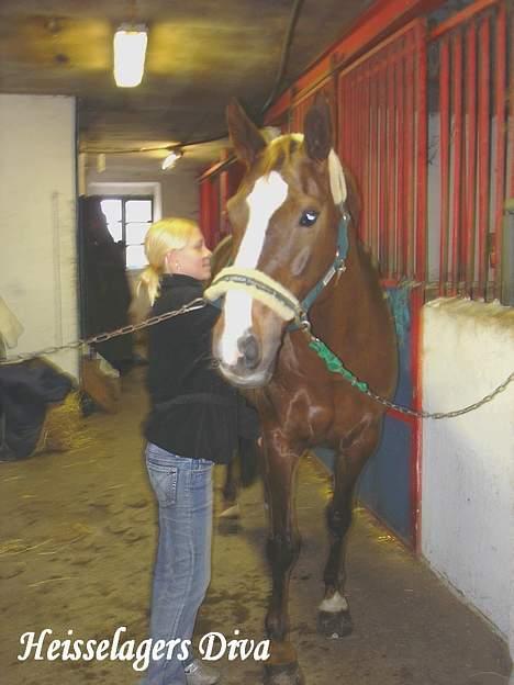 Dansk Varmblod Heisselagers Diva *RIP billede 9