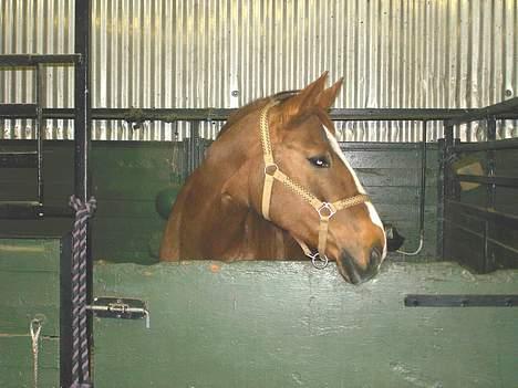Dansk Varmblod Heisselagers Diva *RIP billede 11