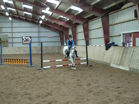 DSP Stidsbjergs Tabitta - Floot, Min SkaahT ! , Hun stopper ALDRIG billede 6