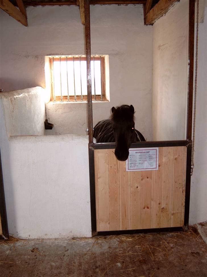 Shetlænder ** Karl Smart** (SOLGT) billede 13