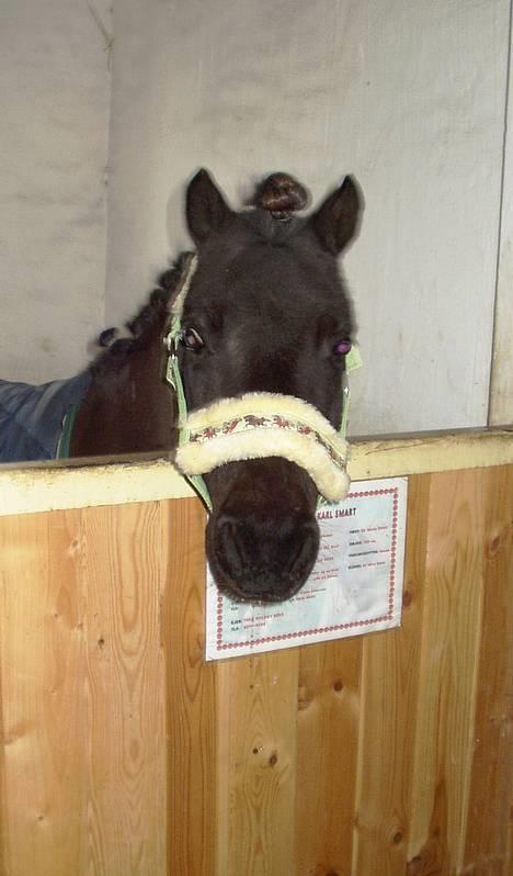 Shetlænder ** Karl Smart** (SOLGT) - 11.04.2006: Karlo i hans boks! billede 15