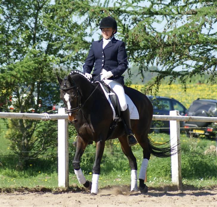 Fuldblod (XX) **Kat-o xx (Den)** - Maj 08: Stævne på Molger. billede 9