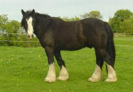 Irish Cob Troldhøjgaards Victor - På fold forår 2004 billede 7