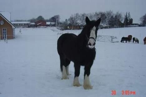 Irish Cob Troldhøjgaards Victor - Victor i sneen billede 10