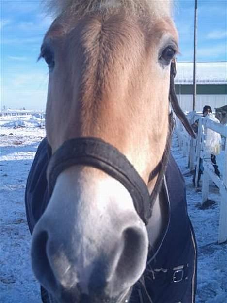 Anden særlig race Fjordbollen Frede <3 - se lige min bette skat <33 billede 1
