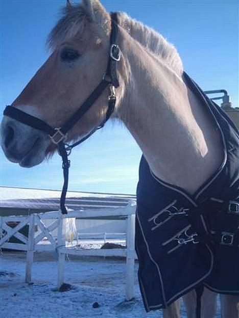 Anden særlig race Fjordbollen Frede <3 - titi tit ;D billede 2