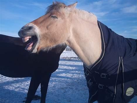 Anden særlig race Fjordbollen Frede <3 - Hahahah hva er det der er så sjovt frede ., ? :D billede 3
