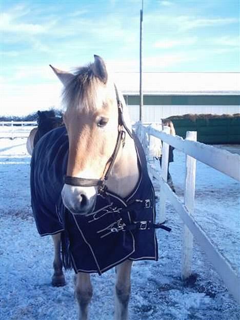 Anden særlig race Fjordbollen Frede <3 - weeeih-., :D billede 4