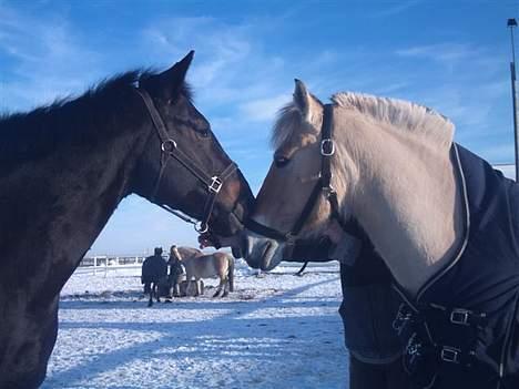 Anden særlig race Fjordbollen Frede <3 - Frede og Lizette., <3 .::Kæreste Parret::. billede 5