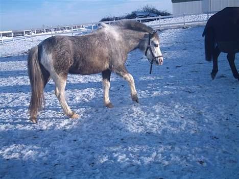 Anden særlig race Fjordbollen Frede <3 - fredes goeste ven hubbi ;D billede 6