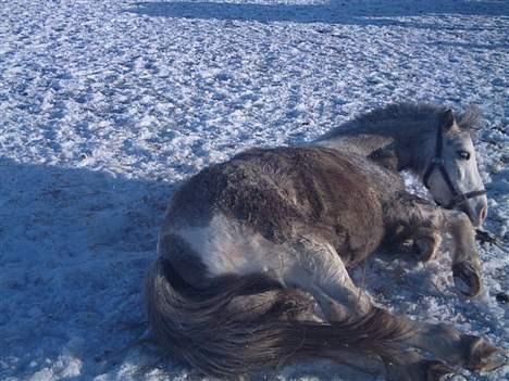 Anden særlig race Fjordbollen Frede <3 - Hubbi Ruller sig ;D billede 7
