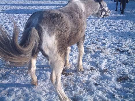 Anden særlig race Fjordbollen Frede <3 - op igen hubbi ;> billede 11