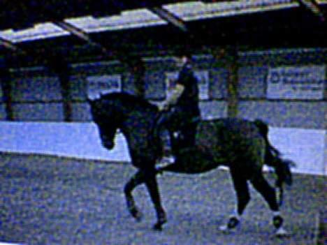 Oldenborg Joy -> R.I.P Altid savnet - Ude og ride lidt =) taget med mobilen billede 6