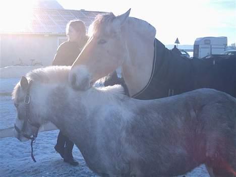 Anden særlig race Fjordbollen Frede <3 - vi tar os lige en slapper.., .:..:. billede 12