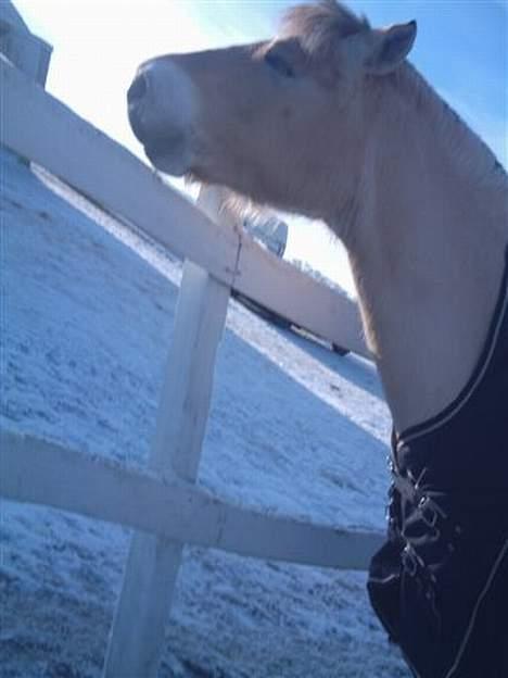 Anden særlig race Fjordbollen Frede <3 - Flotte., ;C) billede 14