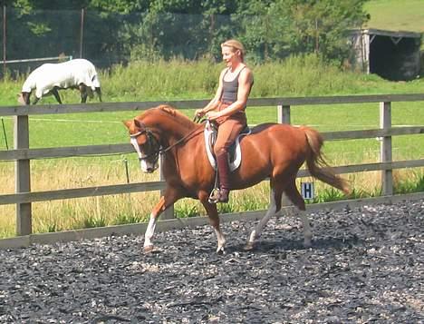 Welsh Partbred (Sec F) Happy Gambler - Min mor og Gui 23.08.05 billede 5