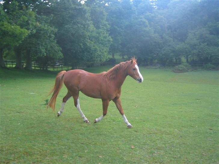 Welsh Partbred (Sec F) Happy Gambler - 29.05.07 Gambler fjoller på folden. billede 9