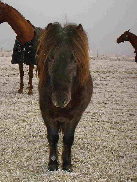 Shetlænder Balder RIP - Hehe er jeg ikke kær ;) billede 9