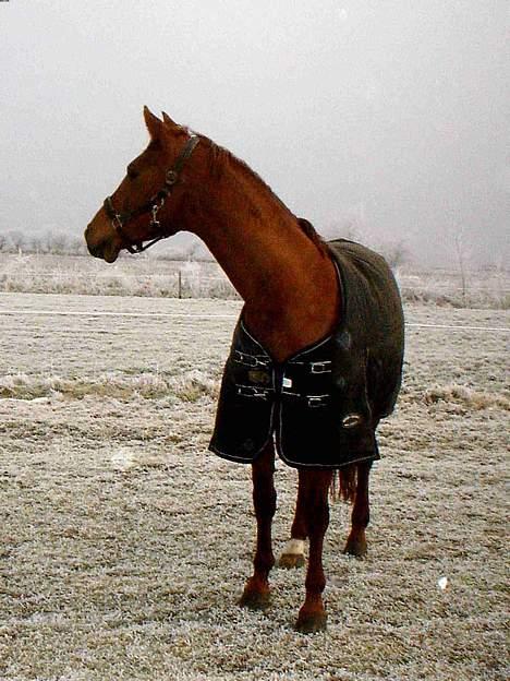 Dansk Varmblod Michelle M RIP. - Mille en kold vinter dag... billede 9