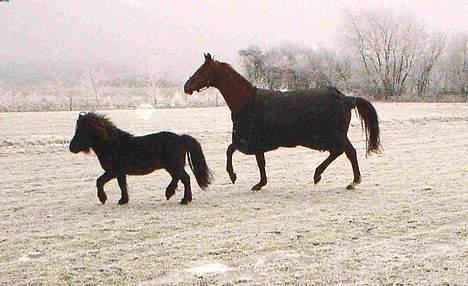 Dansk Varmblod Michelle M RIP. - Mille og balder billede 10