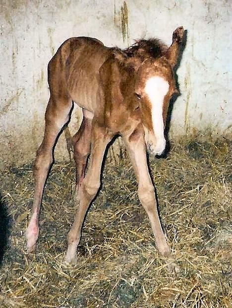 Dansk Varmblod Winzerkind  - Står for første gang billede 3