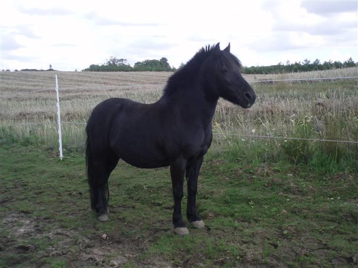 Welsh Mountain (sec A) Tarzan - Tarzan på fold.. Han har vist fået øje på Ronja - en af de to hunde på gården.. billede 1