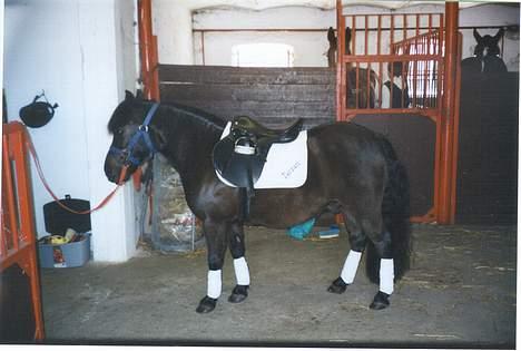 Welsh Mountain (sec A) Tarzan - Tarzan ved at blive klargjort til stævne.. billede 2