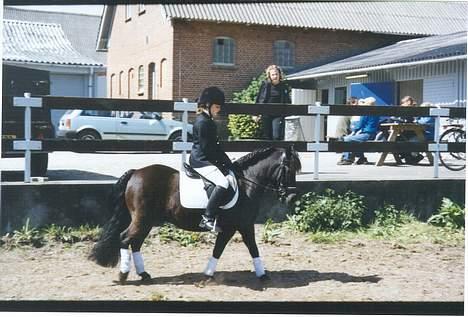 Welsh Mountain (sec A) Tarzan - Fie og Tarzan på opvarmningsbanen inden deres dressur klasse.. billede 3