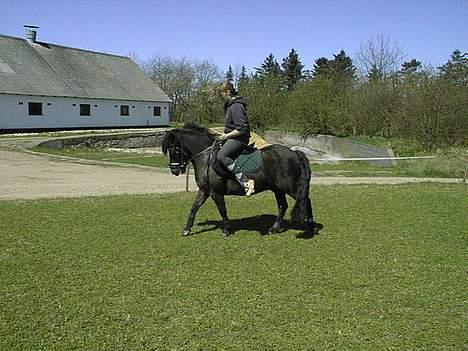 Welsh Mountain (sec A) Tarzan - Fies storesøster der tager en tur på Tarzan billede 4
