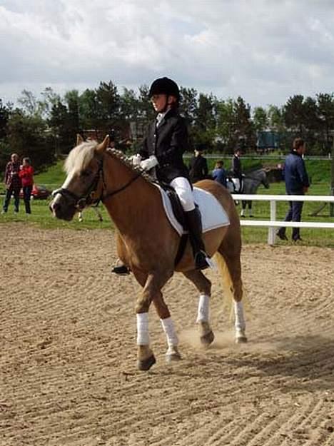 Haflinger Herkules (Solgt) - Mig og Herkules billede 8