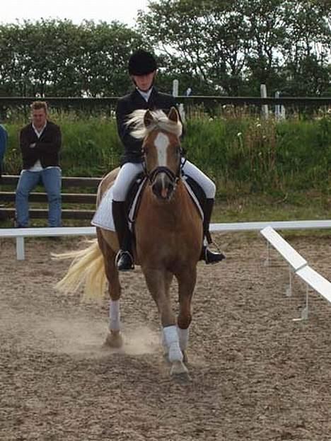 Haflinger Herkules (Solgt) - Mig og Herkules billede 9