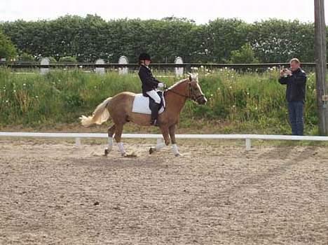 Haflinger Herkules (Solgt) - Mig og Herkules billede 10