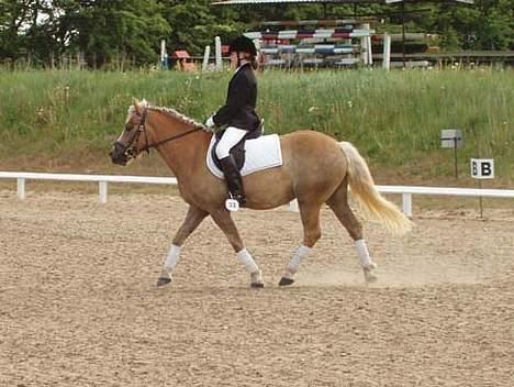 Haflinger Herkules (Solgt) - Mig og Herkules billede 12