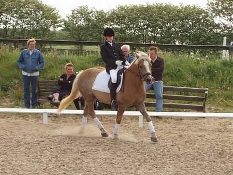 Haflinger Herkules (Solgt) - Mig og Herkukes billede 14
