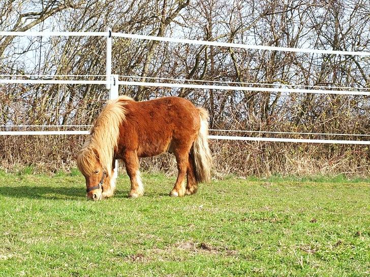 Shetlænder Møllebakkens Lukas - Lille Lukas, med masser af vamset vinterpels! :D billede 6