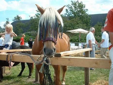 Haflinger Agent 007 - #8 Til børnedyreskue i Ribe 2004 billede 8
