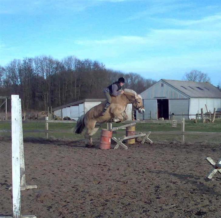 Fjordhest Lukas - Lukas springer - Foto Mette billede 3