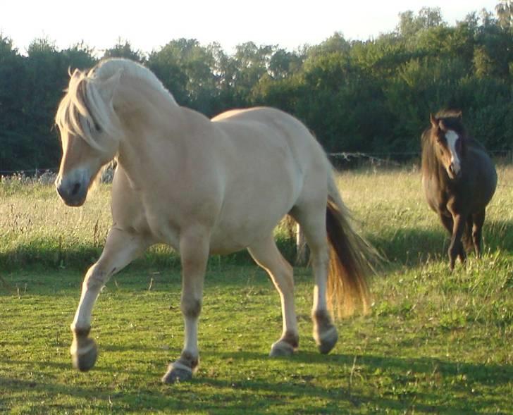 Fjordhest Lukas - Lukas og Cappucino - Foto Johni billede 4