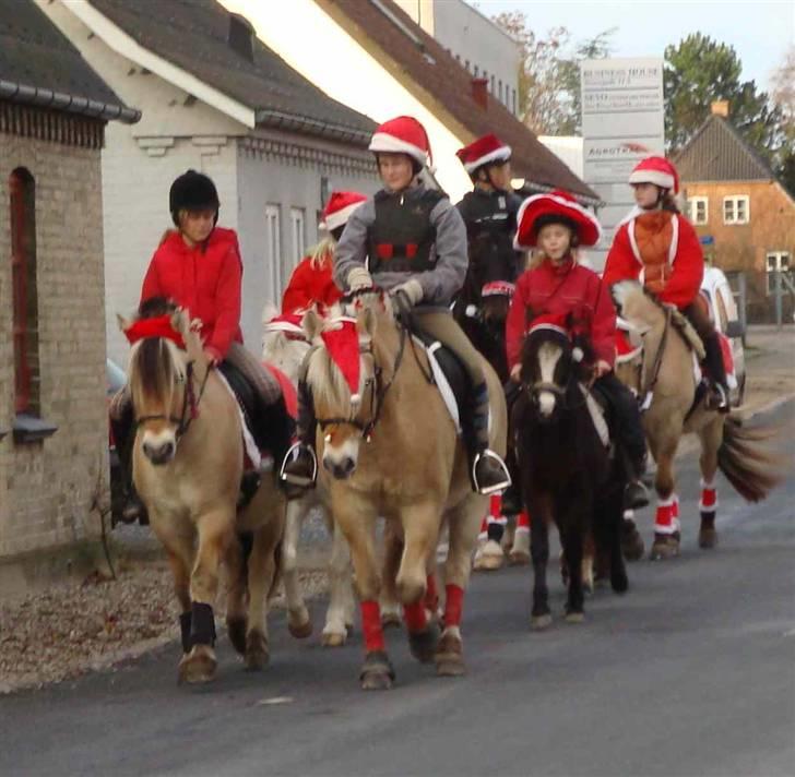 Fjordhest Lukas - Lukas og de andre heste til juleoptog - Foto Mette billede 5
