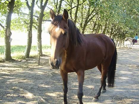 Traver Stratego - Tego i folden billede 17