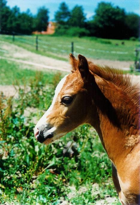 Welsh Partbred (Sec F) Happy Gambler - Det lille f¢l hoved der bare ikke var til at stå for. billede 20