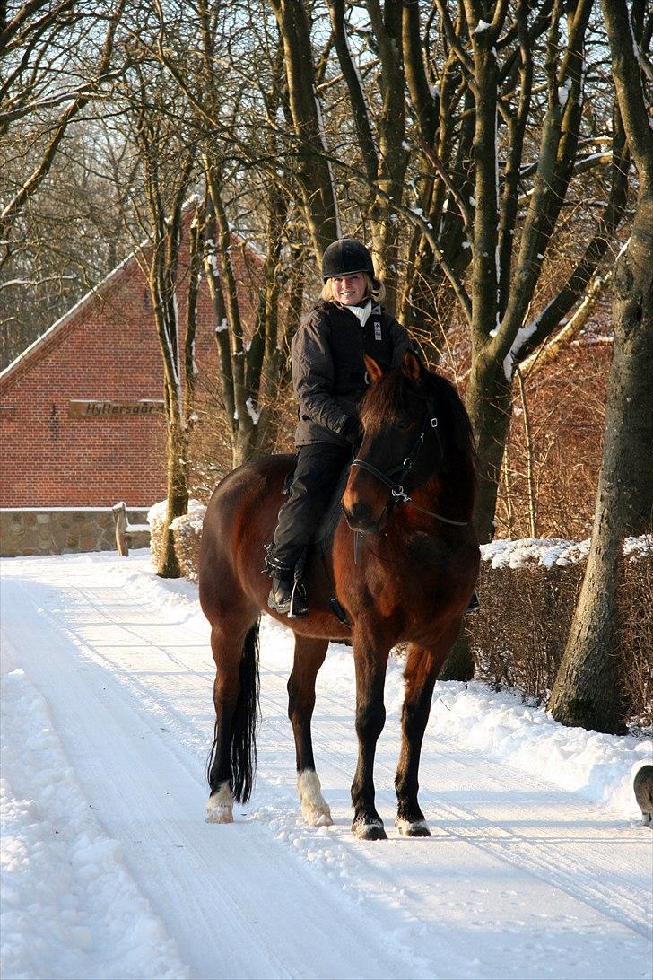 Anden særlig race Amigo - Forevigt i mit hjerte... - Min smukke hest december 2010 billede 3