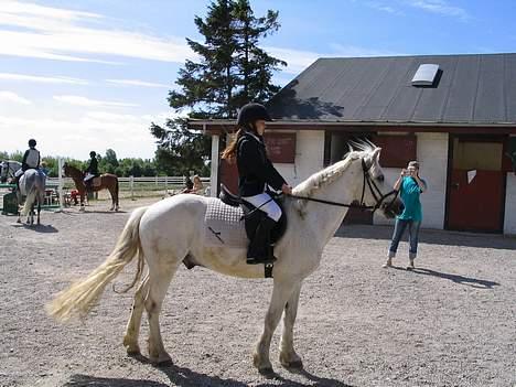 Connemara Elipse - på gårdspladsen billede 18