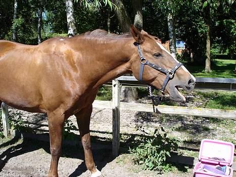 Dansk Varmblod Heisselagers Diva *RIP billede 12