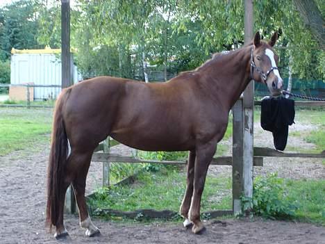 Dansk Varmblod Heisselagers Diva *RIP billede 13
