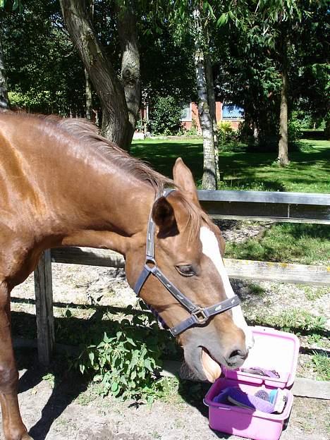 Dansk Varmblod Heisselagers Diva *RIP billede 15