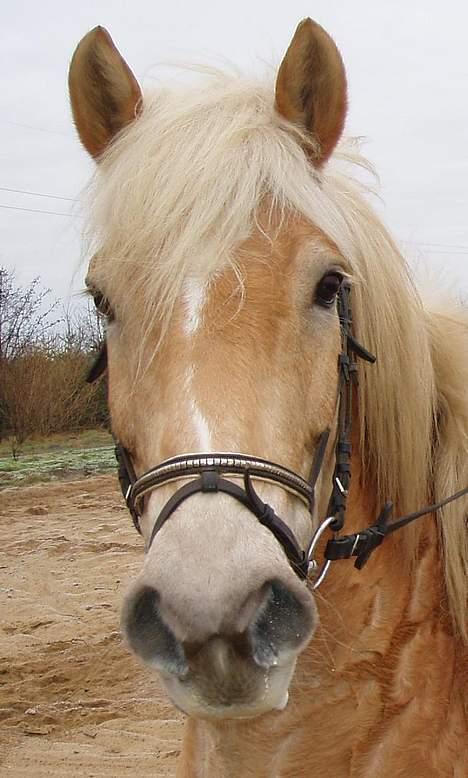 Haflinger Arthos (trænede på ham) - B Ø H ! ! ! billede 1