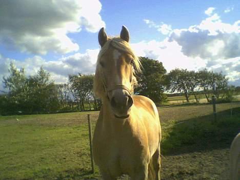 Haflinger Arthos (trænede på ham) - Arthos på fold billede 4