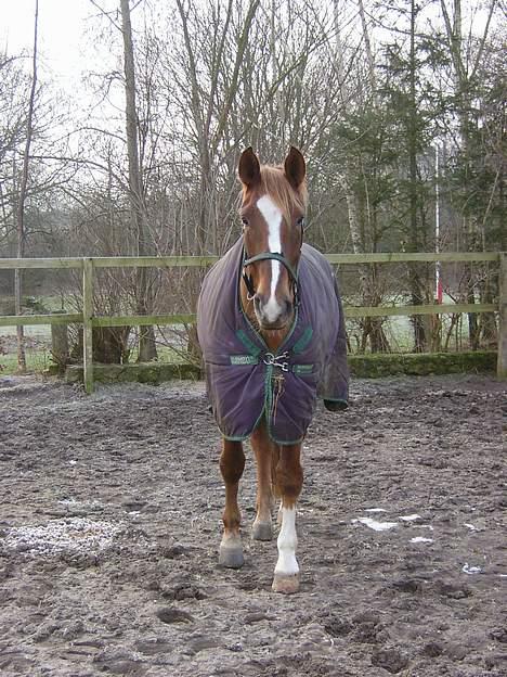 Dansk Varmblod Robbia Vedstedholm - Januar 2006 billede 6